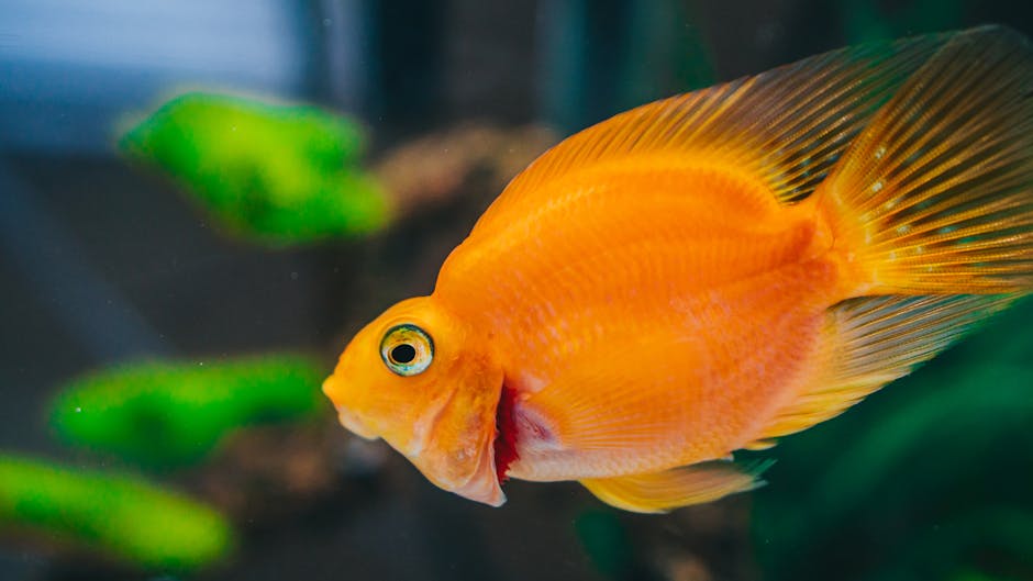 A detailed close-up of a vibrant orange fish swimming inside an aquarium.