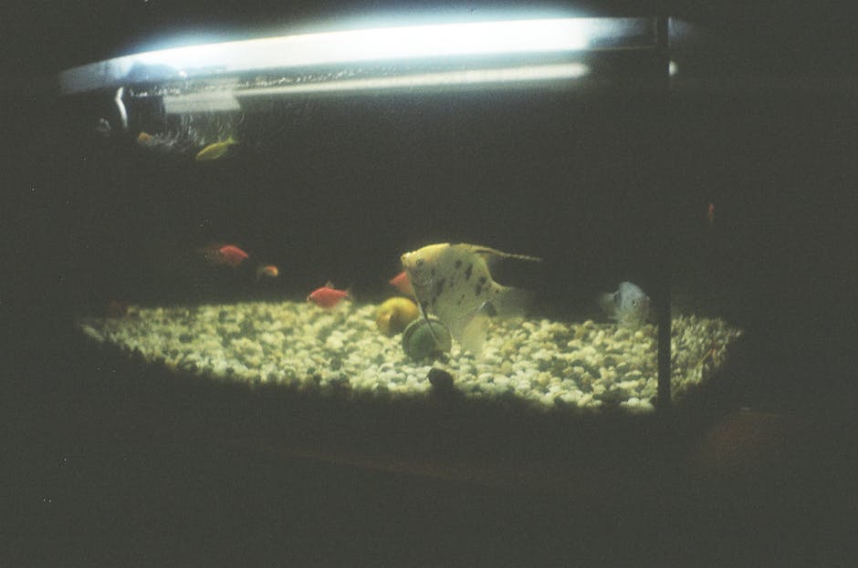 A tranquil aquarium scene featuring angelfish and colorful fish, captured in low light.