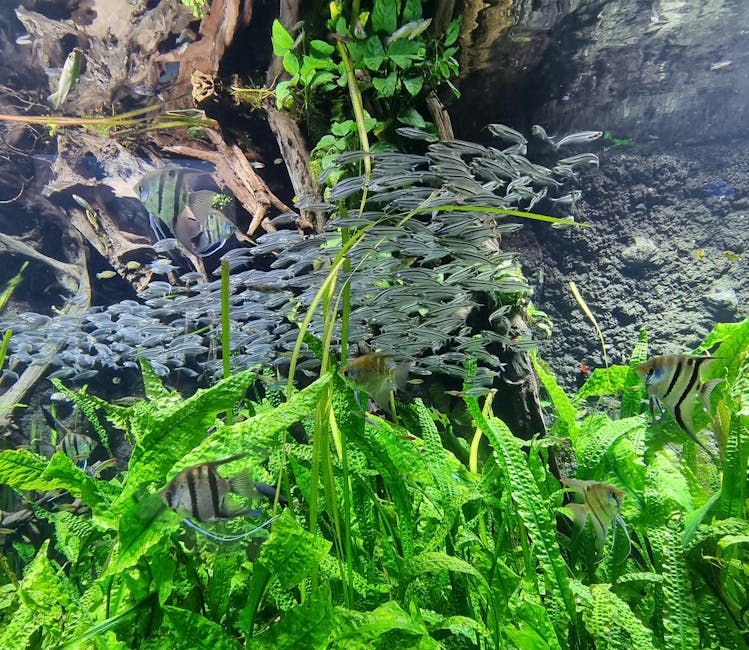 A mesmerizing view of a school of fish swimming amidst lush aquatic plants in a freshwater aquarium.